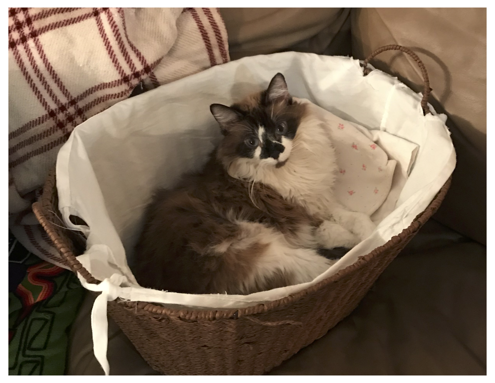 Picture of Daisy2